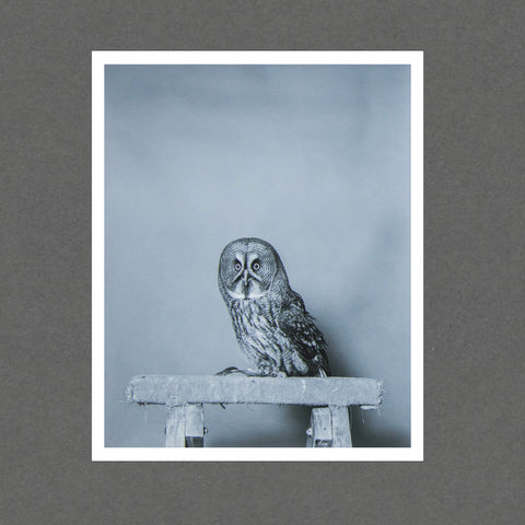 Great Grey Owl (Limited Edition Print with a signed copy of Parliament of Owls)