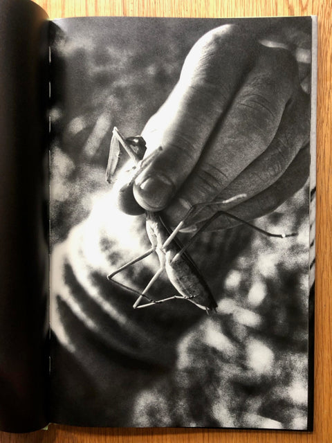 Mantis