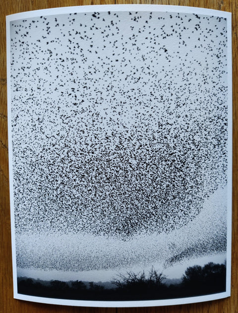 Murmurations - Special Edition - Setanta Books