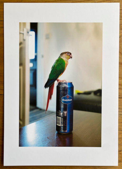 The Budgie Died Instantly - Special Edition (4 Print Options)
