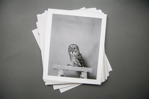 Parliament of Owls Portfolio Box - Setanta Books