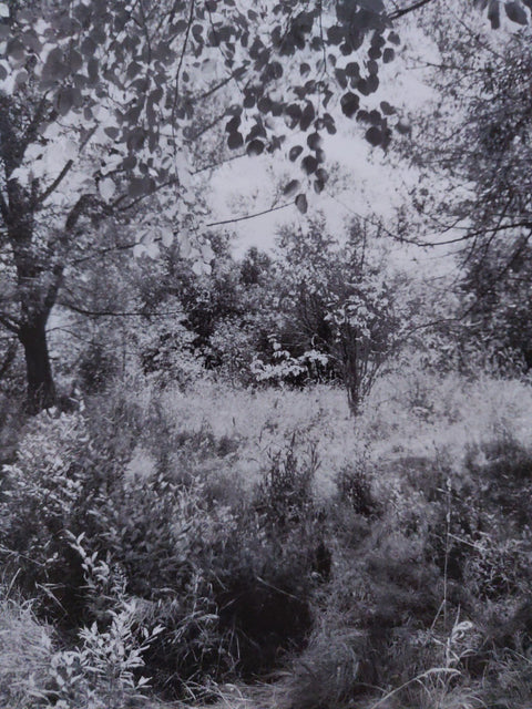 Pine Valley