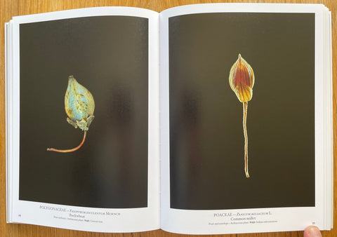 Seed Stories - Setanta Books