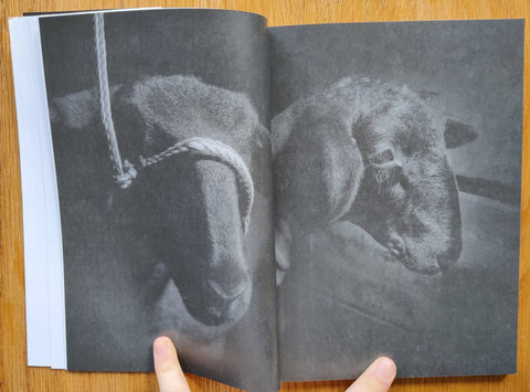 Sheep - Setanta Books