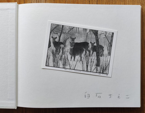 Shikawatari - Setanta Books