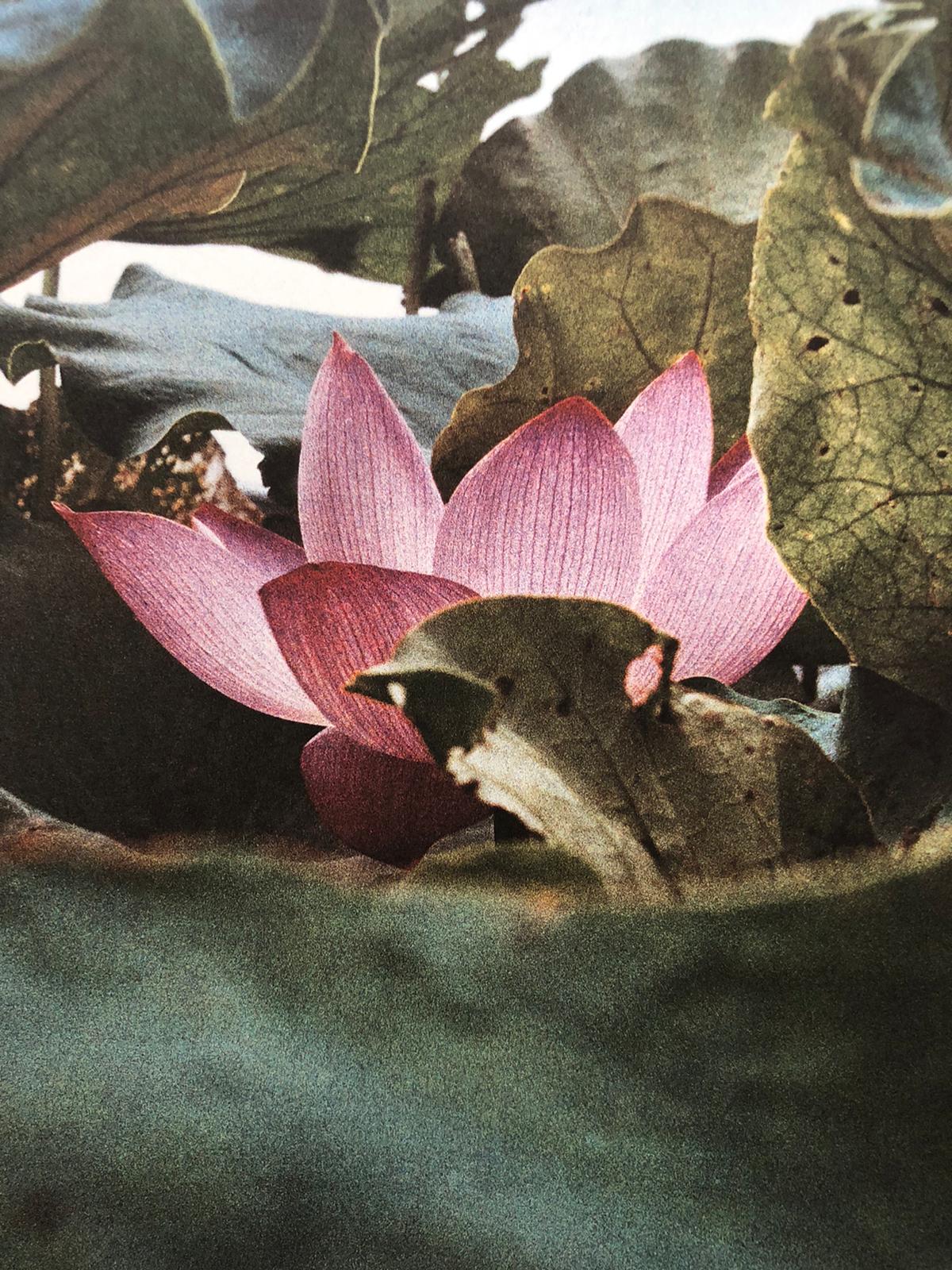 Buy Song Flowers by Jack Davison online – Setanta Books