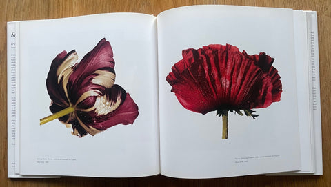 Still Life - Setanta Books