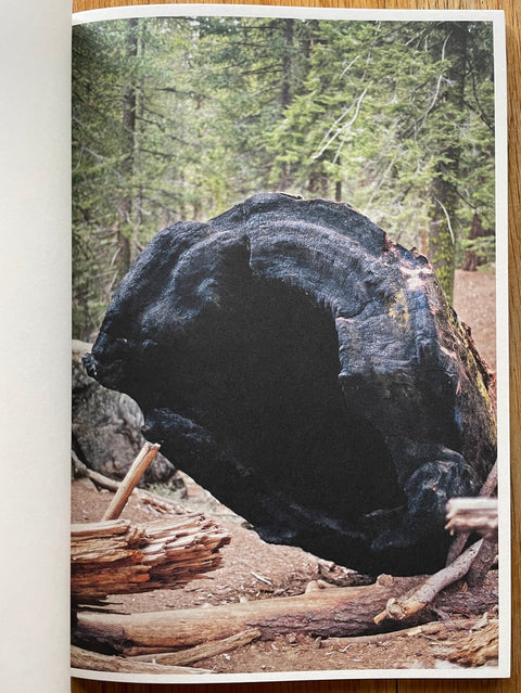The Dark Wood - Setanta Books