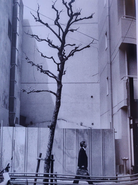 The Time Of Trees