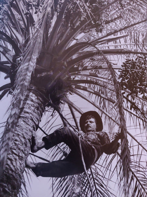The Time Of Trees