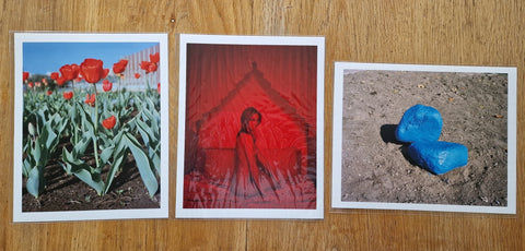 Tulips (Deluxe Edition) - Setanta Books